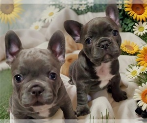 French Bulldog Puppy for sale in BOSTON, KY, USA