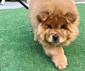 Chow Chow Puppy for sale in LOS ANGELES, CA, USA