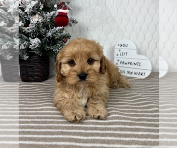 Medium Photo #5 Cavapoo (Miniature) Puppy For Sale in GREENFIELD, IN, USA