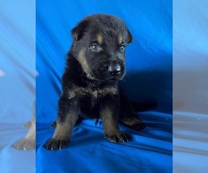 German Shepherd Dog Puppy for sale in POPLARVILLE, MS, USA