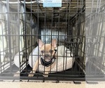 Small #2 French Bulldog