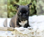 Small Photo #2 Faux Frenchbo Bulldog Puppy For Sale in Corona, CA, USA