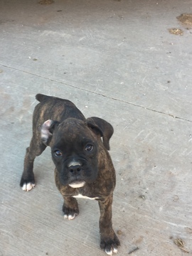 Medium Photo #21 Boxer Puppy For Sale in AFTON, WY, USA