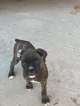 Small Photo #21 Boxer Puppy For Sale in AFTON, WY, USA