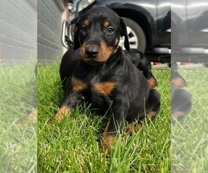 Doberman Pinscher Puppy for sale in BRIGHTON, CO, USA
