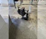Small #7 Australian Shepherd-Rottweiler Mix