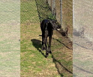 Great Dane Dogs for adoption in Wheaton, IL, USA