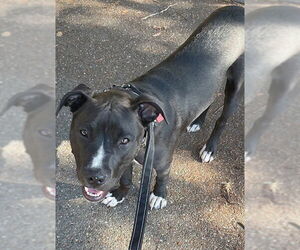 American Pit Bull Terrier-Unknown Mix Dogs for adoption in Berkeley, CA, USA