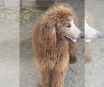Small Photo #1 Poodle (Standard) Puppy For Sale in SCOTTSDALE, AZ, USA