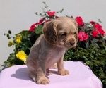 Small Photo #19 Cocker Spaniel Puppy For Sale in GOSHEN, IN, USA