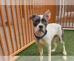 Small American Pit Bull Terrier Mix