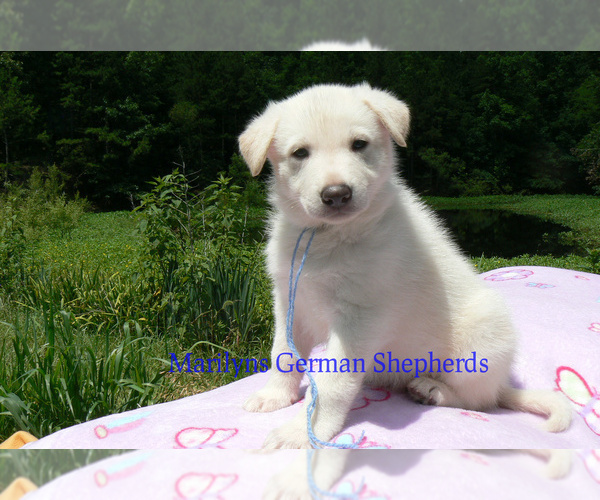 Medium Photo #5 German Shepherd Dog Puppy For Sale in PIEDMONT, MO, USA