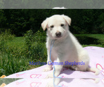 Small #4 German Shepherd Dog