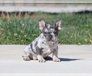 Shih Tzu Puppy for sale in LITTLEROCK, CA, USA