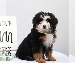Bernedoodle (Miniature) Puppy for sale in LIVINGSTON, WI, USA