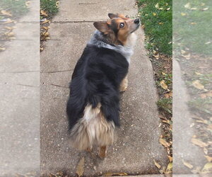 Ladybug - Female Mutt Dog for Adoption - Photo #3