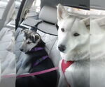 Small #8 Siberian Husky