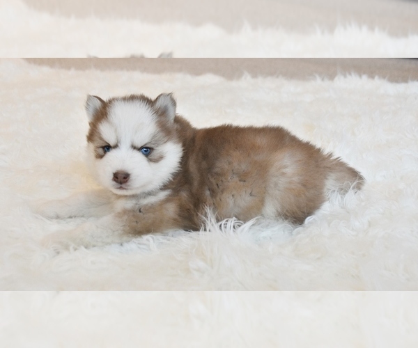 Medium Photo #2 Pomsky Puppy For Sale in KANSAS CITY, MO, USA