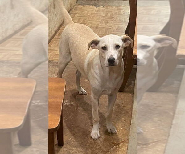 Medium Photo #1 Labrador Retriever-Unknown Mix Puppy For Sale in FRAMINGHAM, MA, USA