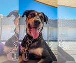 Small #6 Labrador Retriever Mix