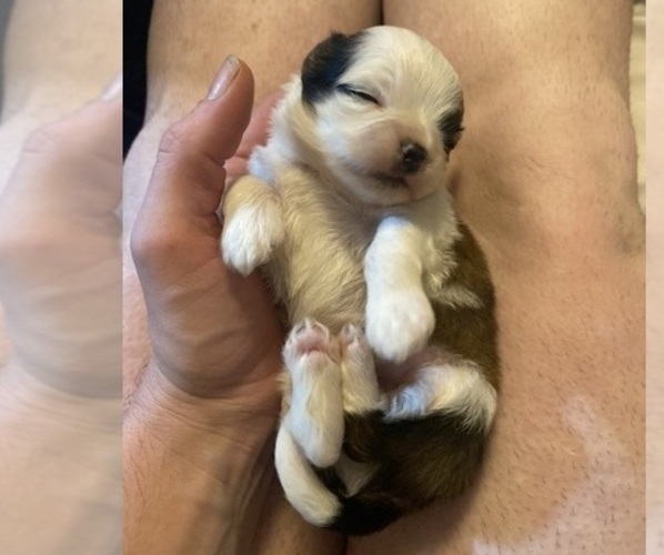 Medium Photo #17 Shih Tzu Puppy For Sale in VENETA, OR, USA