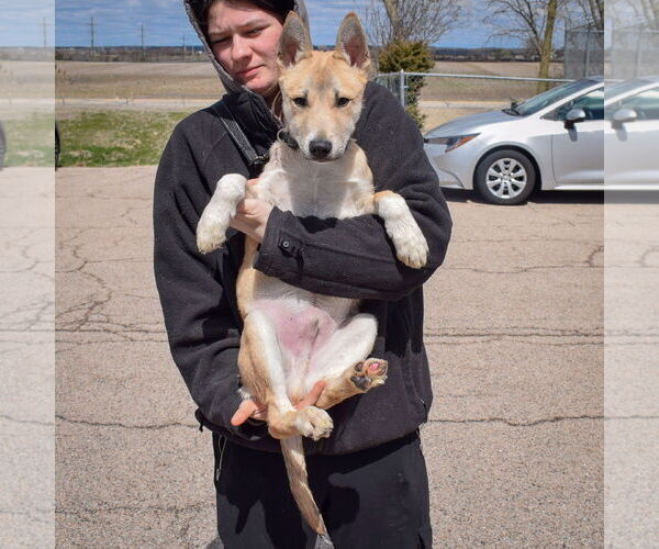 Medium Photo #4 Carolina Dog-Huskies  Mix Puppy For Sale in Huntley, IL, USA