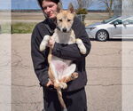 Small #3 Carolina Dog-Huskies  Mix