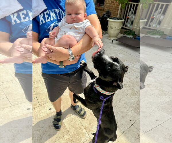 Medium Photo #9 American Pit Bull Terrier-Unknown Mix Puppy For Sale in Germantown, OH, USA