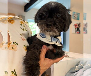 Shih Tzu-Unknown Mix Dogs for adoption in Washington, DC, USA