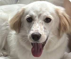 English Setter-Unknown Mix Dogs for adoption in San Ramon, CA, USA
