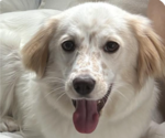 Small English Setter Mix