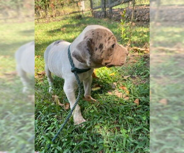Medium Photo #6 Chinese Shar-Pei-Unknown Mix Puppy For Sale in Wakefield, RI, USA