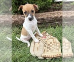 Small #2 Jack-Rat Terrier