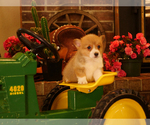 Small Photo #1 Pembroke Welsh Corgi Puppy For Sale in SPRINGFIELD, MO, USA
