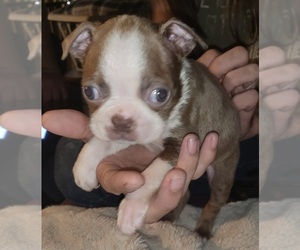 Boston Terrier Puppy for sale in DERIDDER, LA, USA