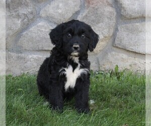 Golden Mountain Doodle  Puppy for sale in FREDERICKSBURG, OH, USA