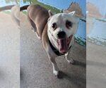 Small #2 Jack Russell Terrier Mix