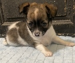 Small Photo #4 Chihuahua Puppy For Sale in NEVADA, TX, USA
