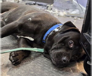 Mars Bar - Male Mutt Dog for Adoption - Photo #3