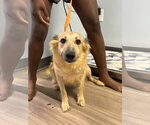 Small Mutt