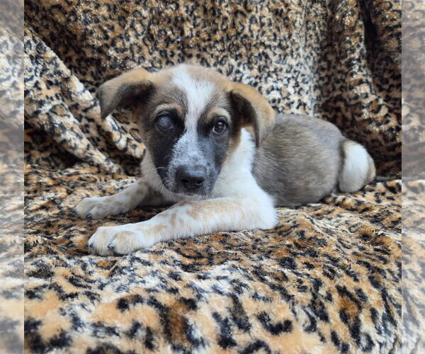 Medium Photo #2 Texas Heeler-Unknown Mix Puppy For Sale in El Centro, CA, USA