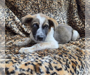 Carly - Female Texas Heeler-Unknown Mix Dog for Adoption - Photo #2