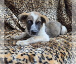 Small Photo #2 Texas Heeler-Unknown Mix Puppy For Sale in El Centro, CA, USA