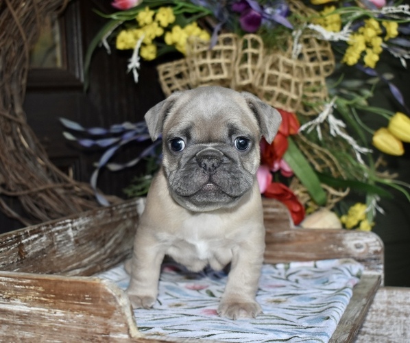 Medium Photo #1 French Bulldog Puppy For Sale in ROANOKE, AL, USA