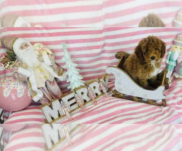 Medium Photo #1 Goldendoodle-Poodle (Miniature) Mix Puppy For Sale in CINCINNATI, OH, USA