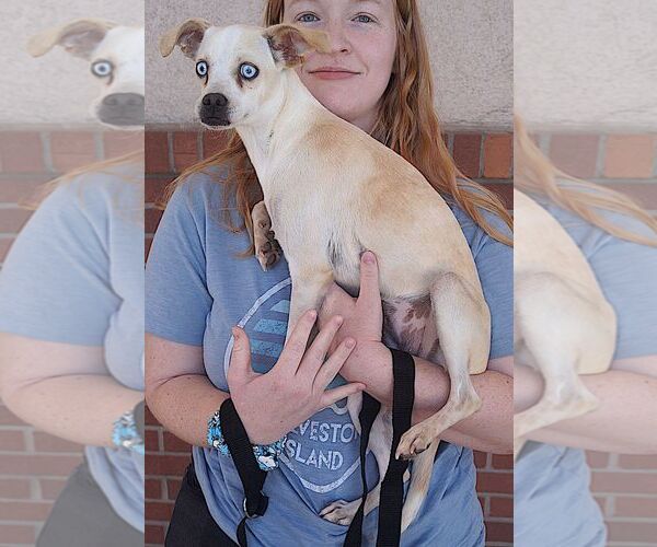 Medium Photo #3 Chihuahua-Unknown Mix Puppy For Sale in Carrollton, TX, USA