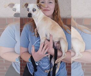 Crystal - Female Chihuahua-Unknown Mix Dog for Adoption - Photo #3