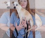 Small Photo #3 Chihuahua-Unknown Mix Puppy For Sale in Carrollton, TX, USA