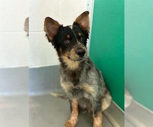 Texas Heeler-Unknown Mix Dogs for adoption in Visalia, CA, USA