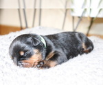 Small Photo #6 Rottweiler Puppy For Sale in FLAGSTAFF, AZ, USA